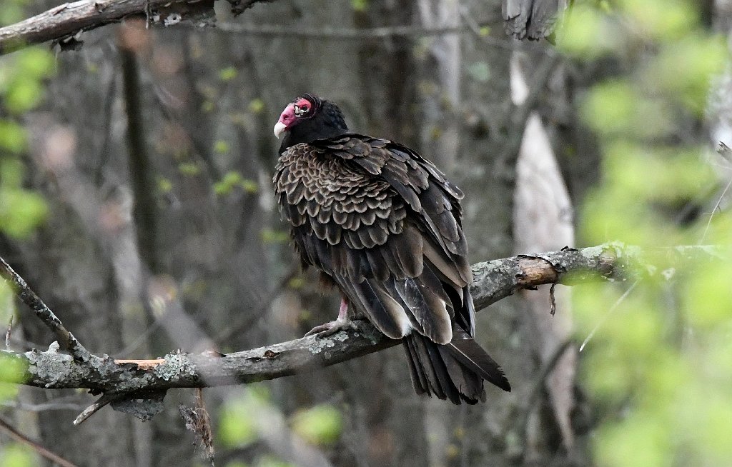 Vulture, Turkey, 2018-05041338 Broad Meadow Brook, MA.JPG - Turkey Vulture. Broad Meadow Brook Wildlife Sanctuary, MA, 5-4-2018